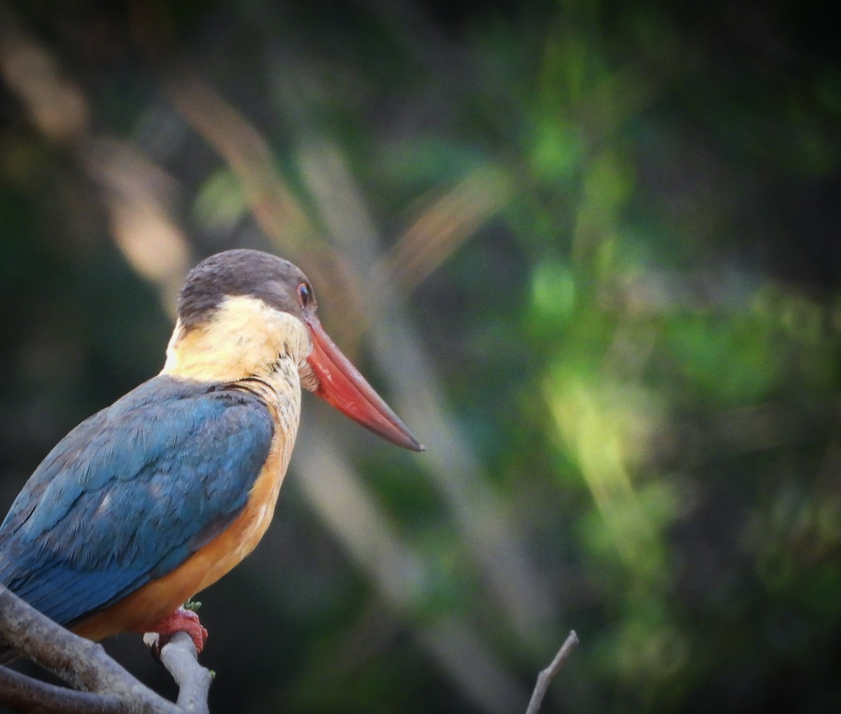 Stork-billed Kingfisher - Uma Vaijnath