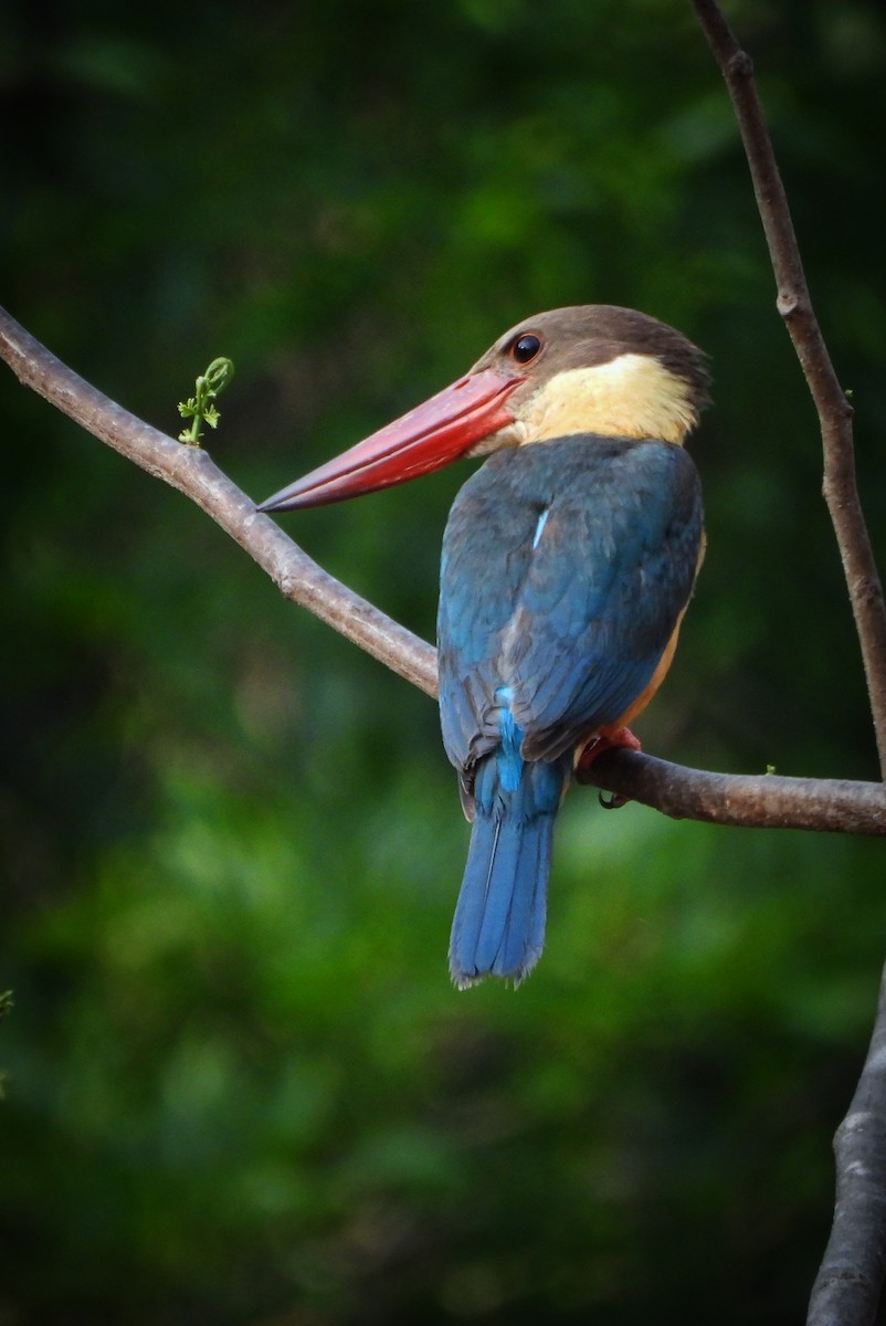 Stork-billed Kingfisher - ML618270497