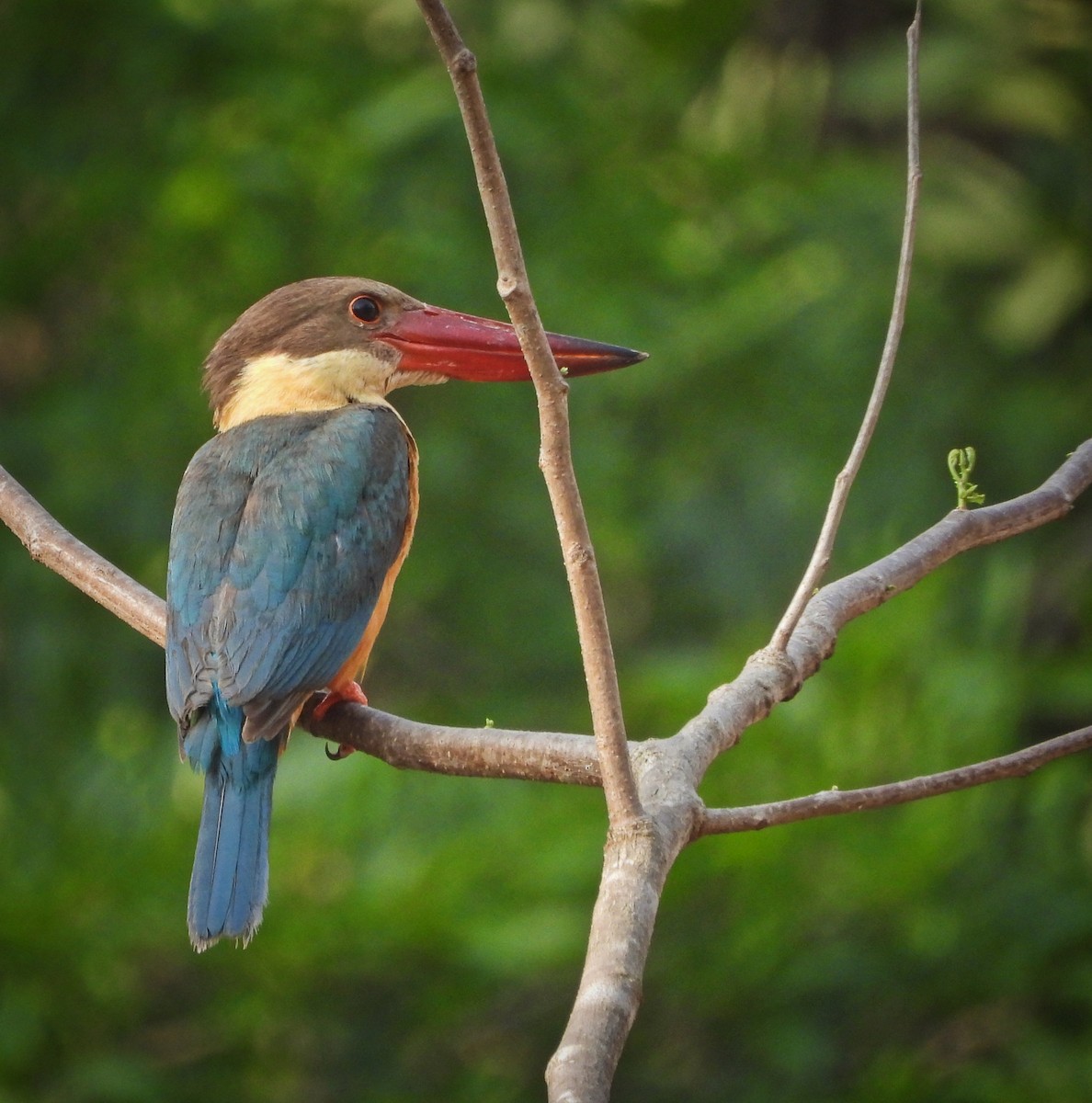 Stork-billed Kingfisher - ML618270499