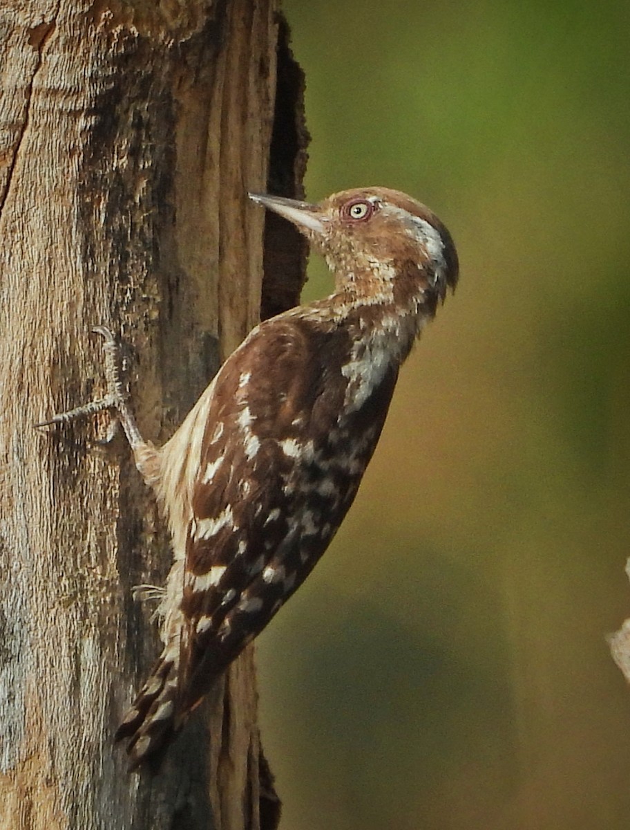 Brown-capped Pygmy Woodpecker - Uma Vaijnath