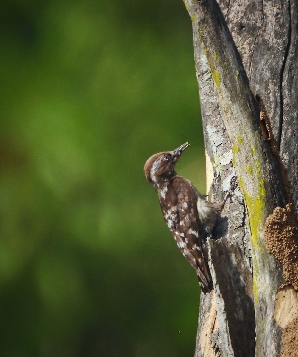 Brown-capped Pygmy Woodpecker - ML618270506