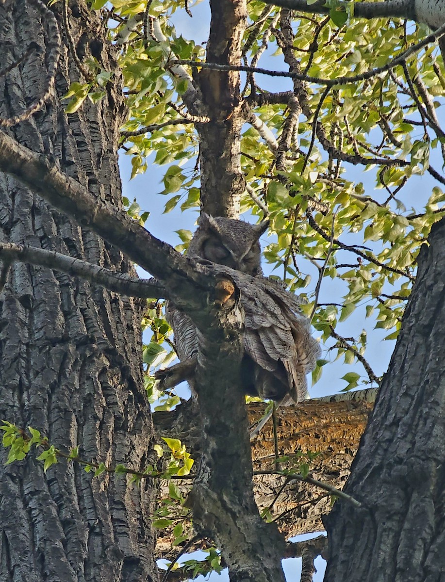 Great Horned Owl - ML618270511