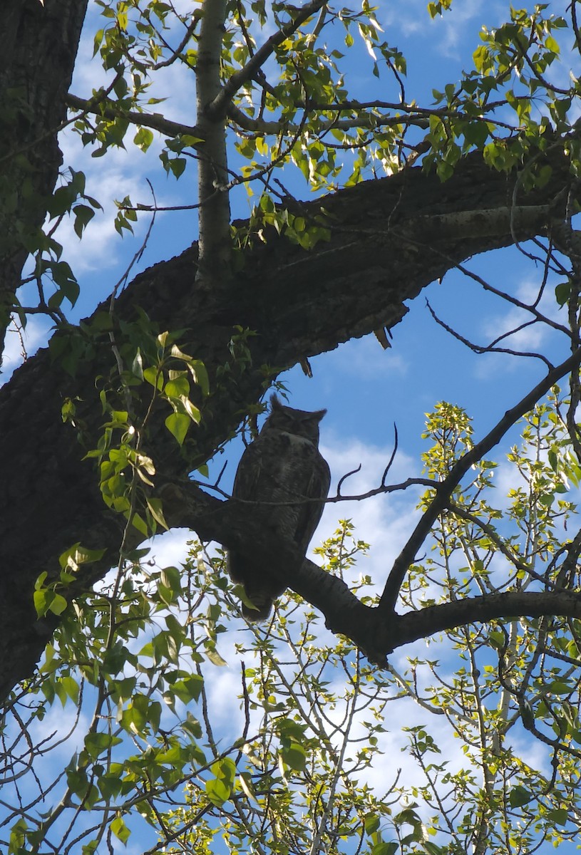Great Horned Owl - ML618270512