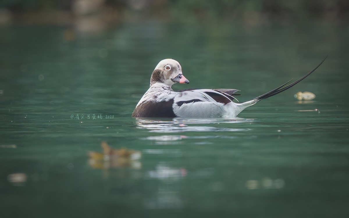 Long-tailed Duck - ML618270513