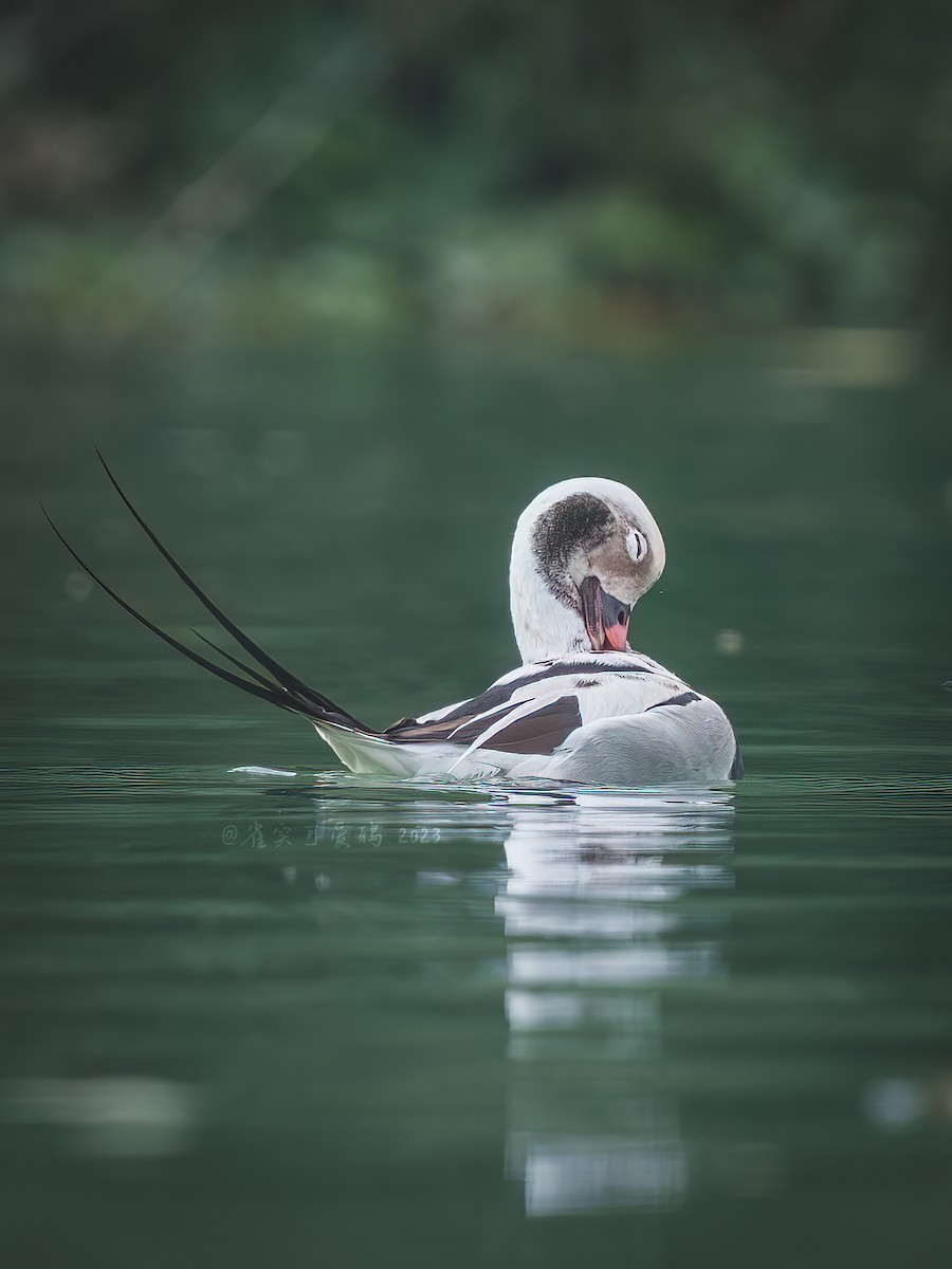 Long-tailed Duck - ML618270514
