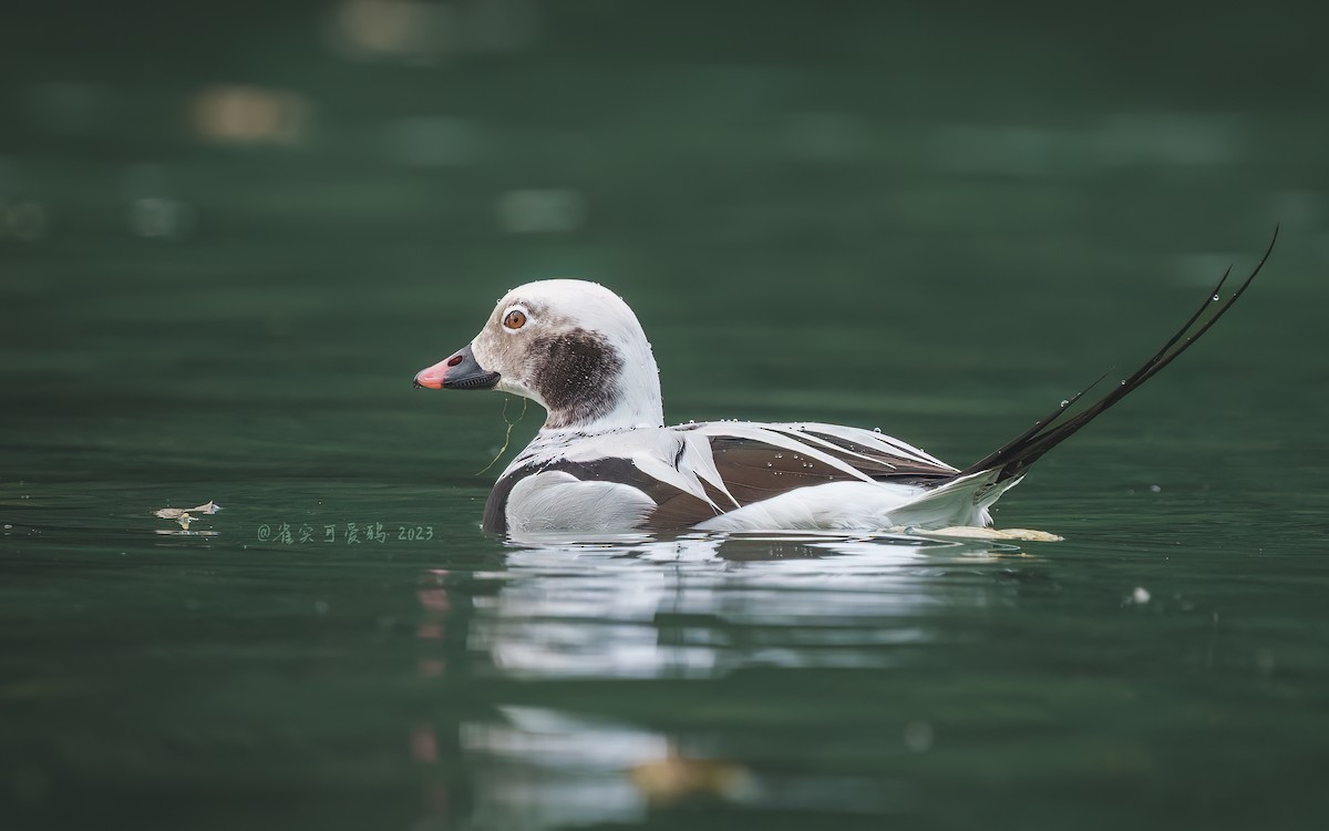 Long-tailed Duck - ML618270516
