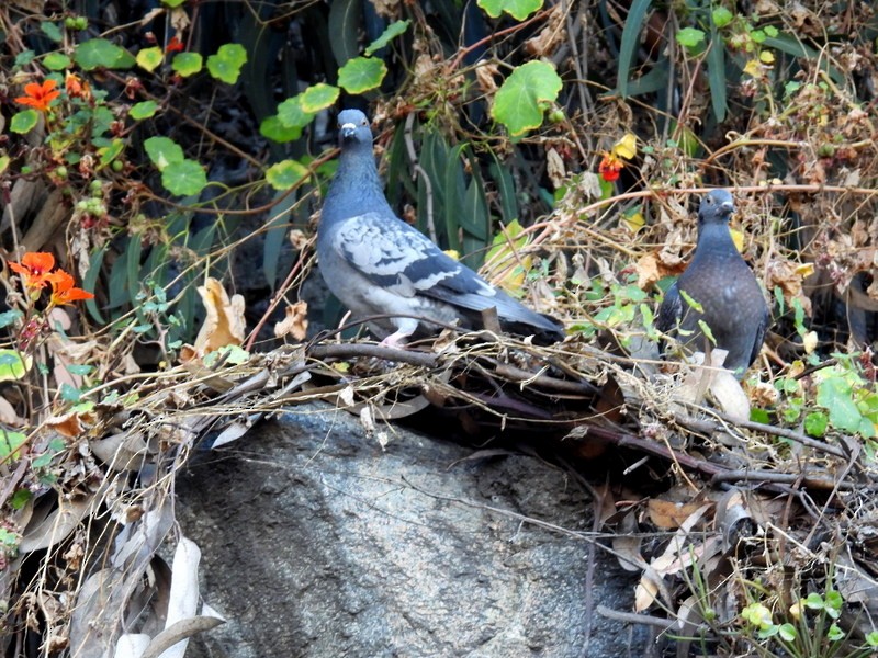 Rock Pigeon (Feral Pigeon) - ML618270520