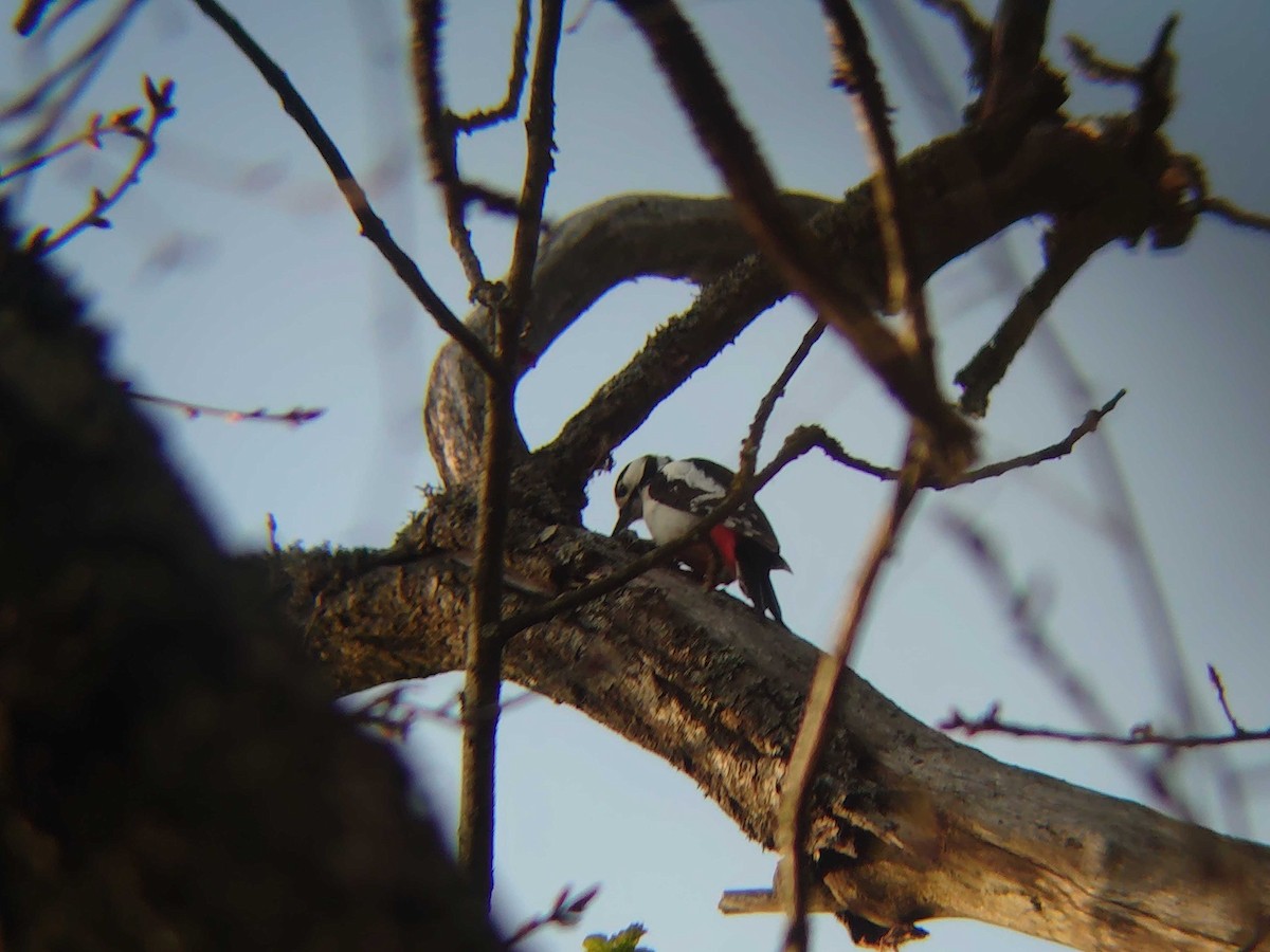 Great Spotted Woodpecker - ML618270621