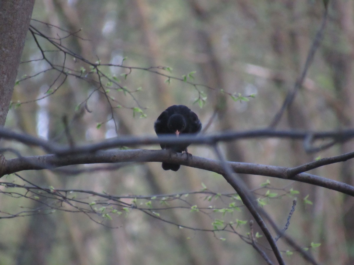 Eurasian Blackbird - ML618270640