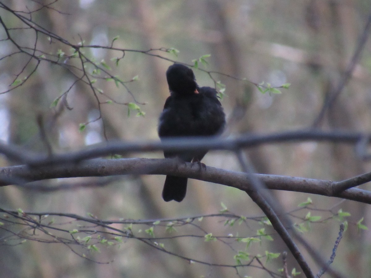 Eurasian Blackbird - ML618270641