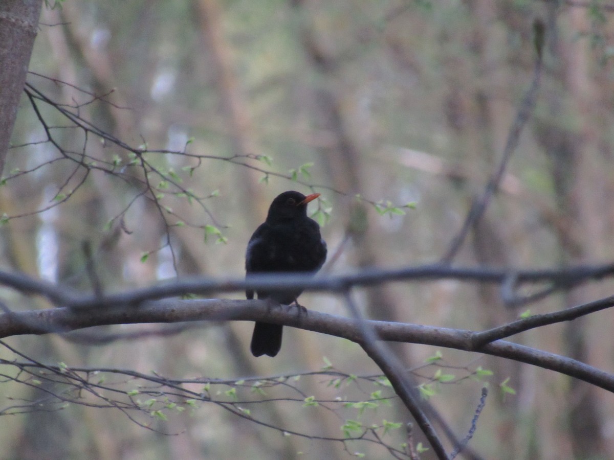 Eurasian Blackbird - ML618270642