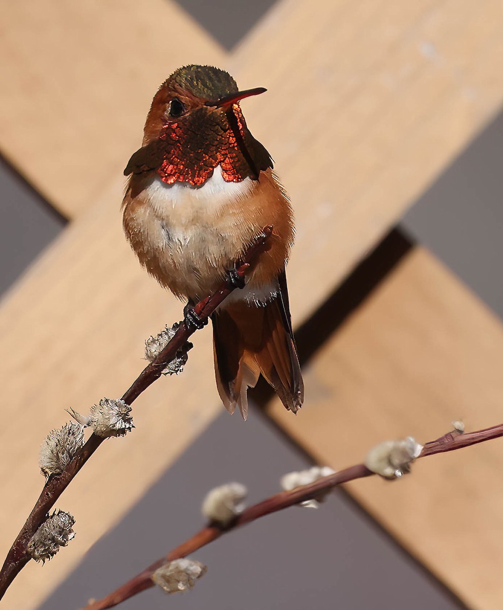 Rufous Hummingbird - ML618270651
