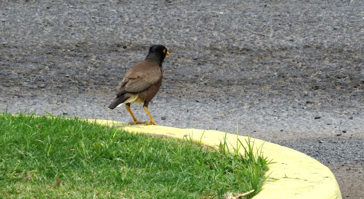 Common Myna - Fred Peters
