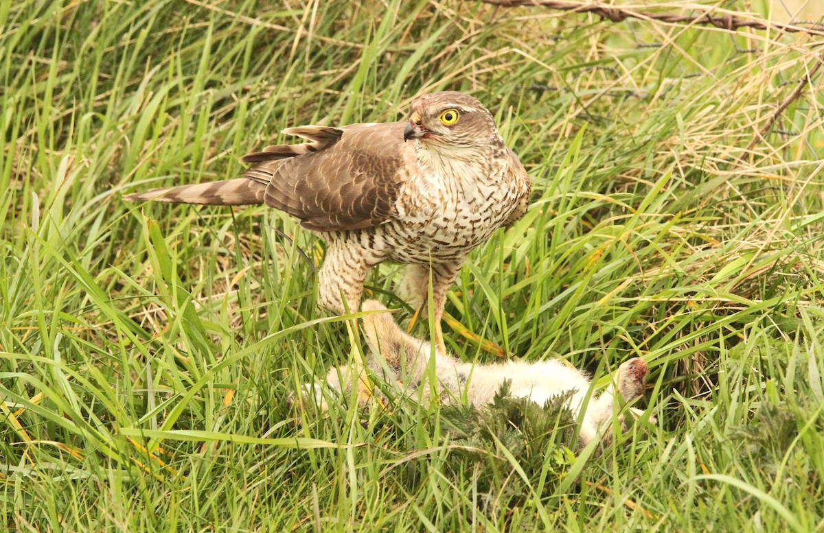Eurasian Sparrowhawk - Simon Davies