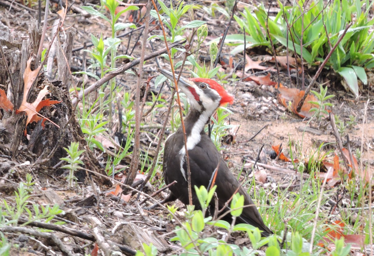 Pileated Woodpecker - ML618270764