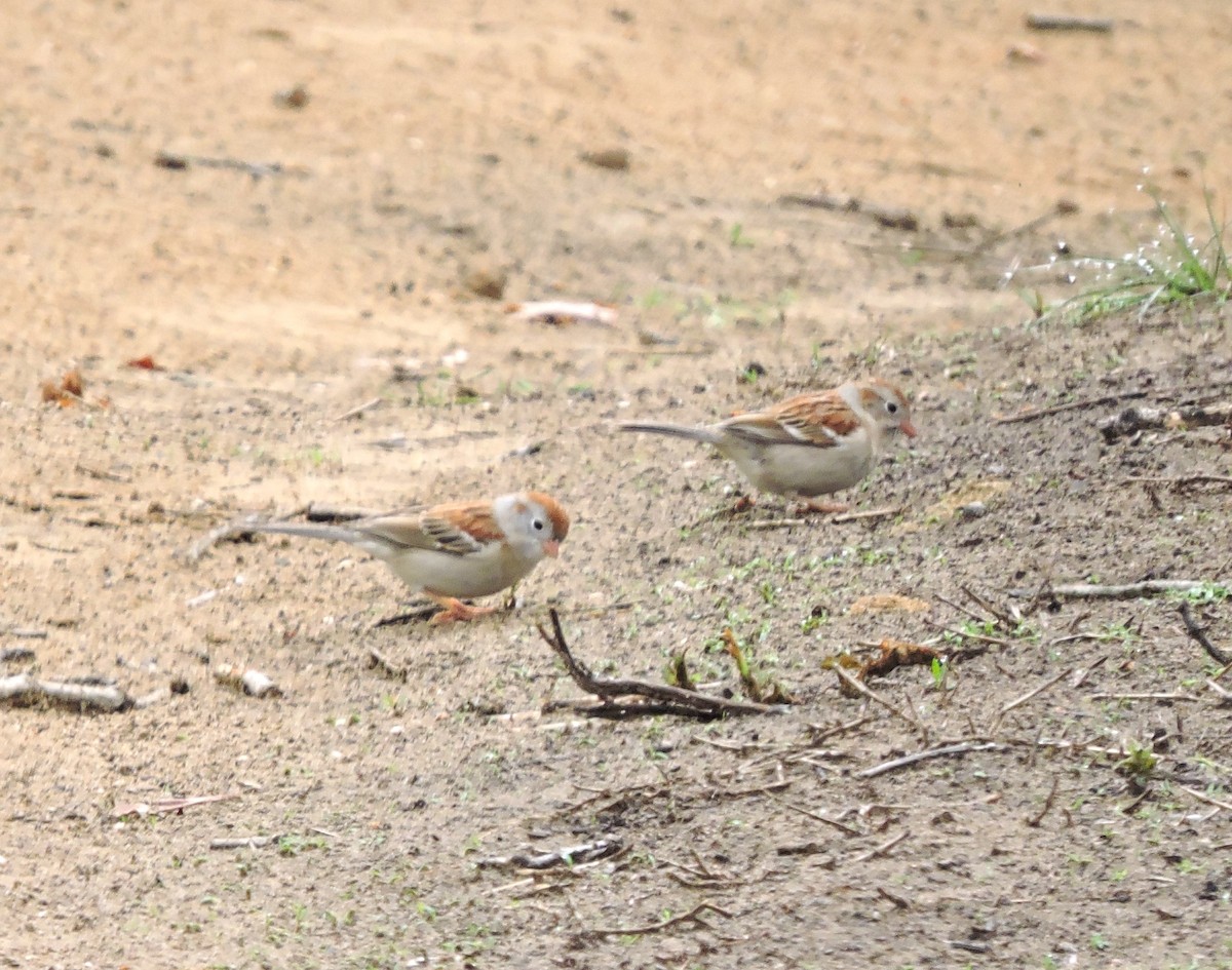 Field Sparrow - ML618270805