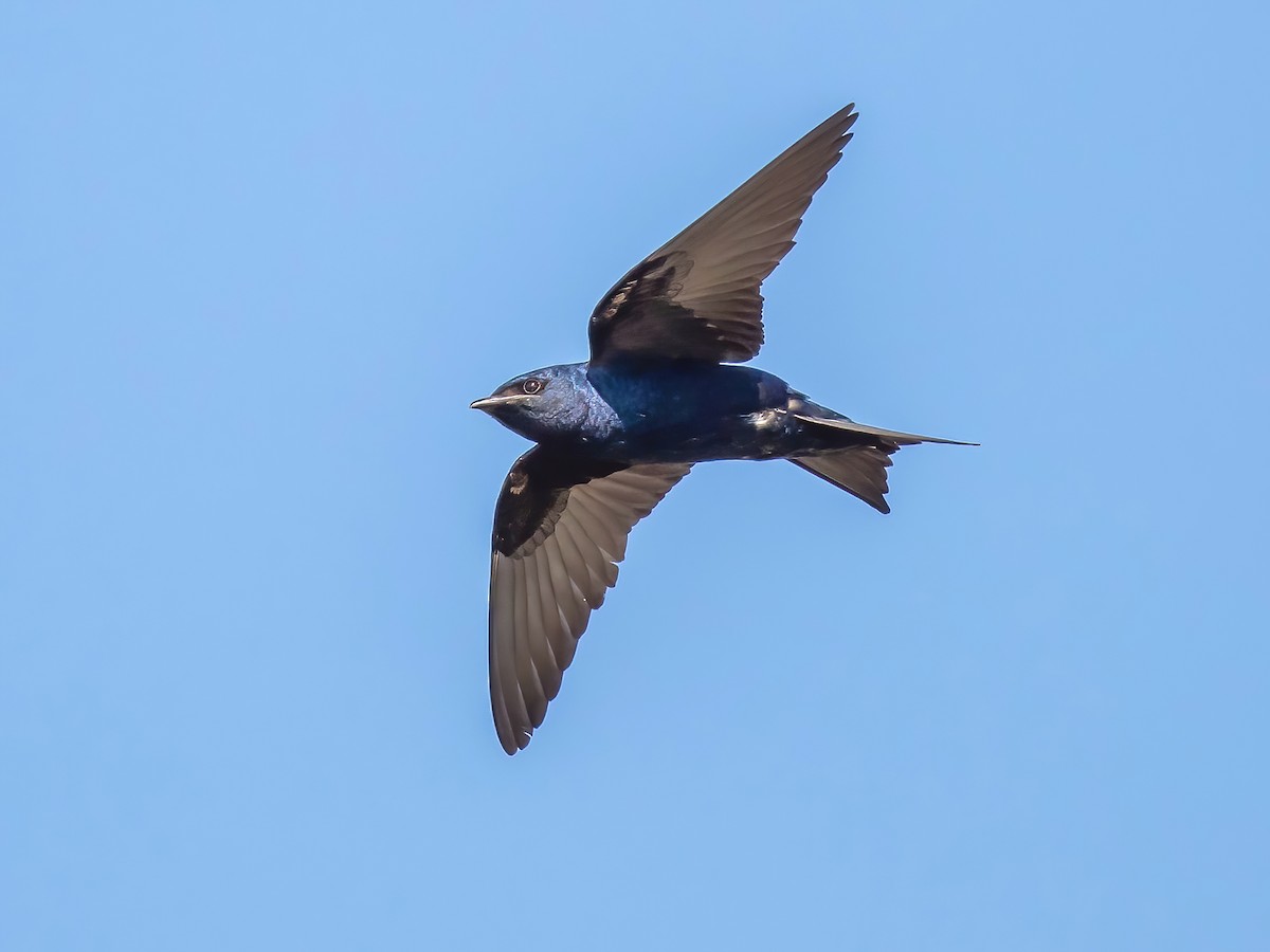 Cuban Martin - Progne cryptoleuca - Birds of the World