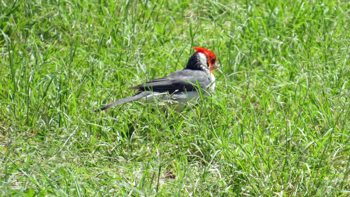 Red-crested Cardinal - ML618270892