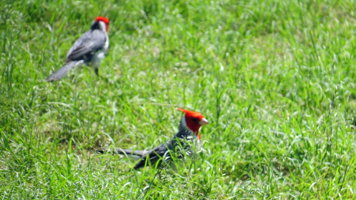 Red-crested Cardinal - ML618270893