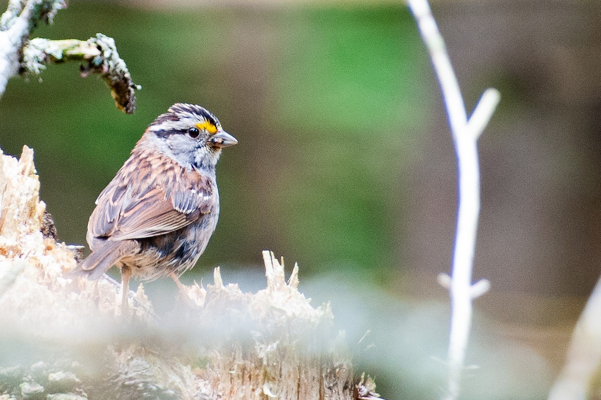 White-throated Sparrow - ML618270900