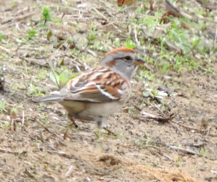 American Tree Sparrow - ML618270911