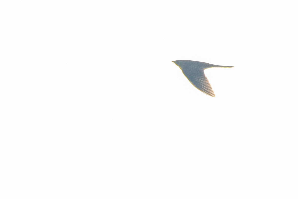 Common Cuckoo - ML618270944