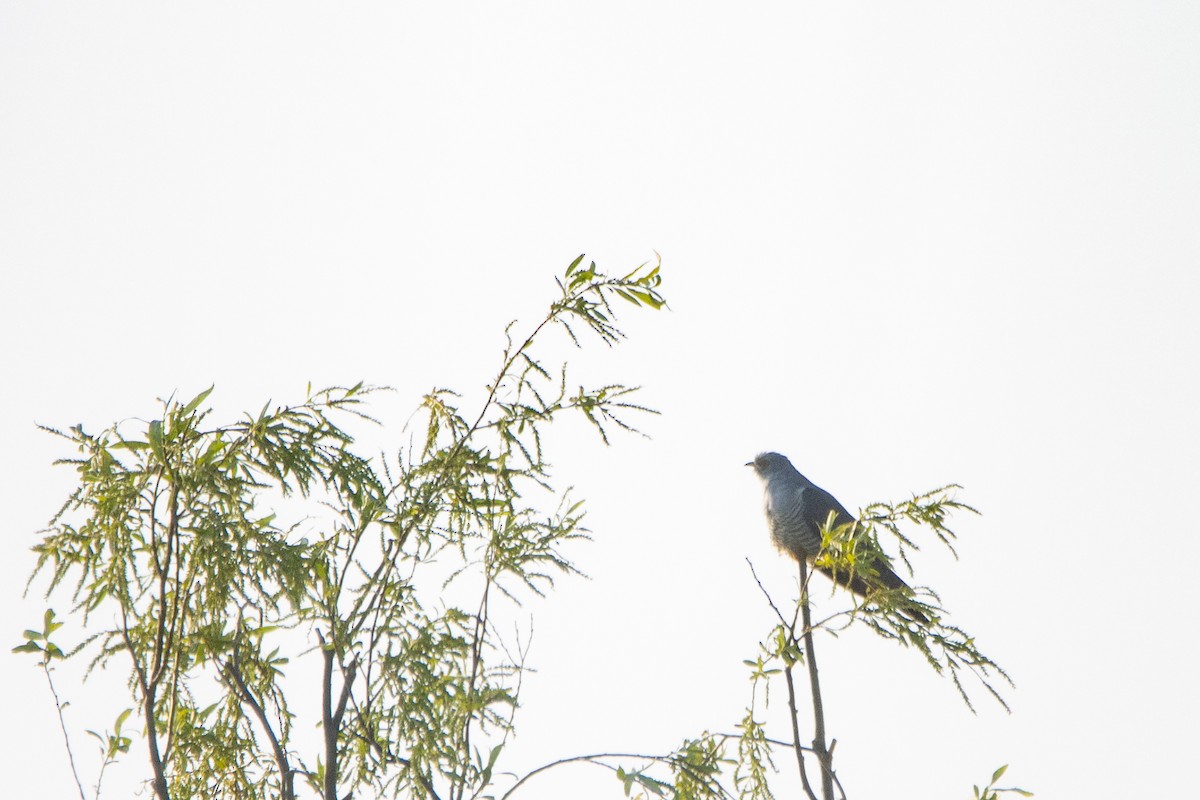 Common Cuckoo - ML618270946
