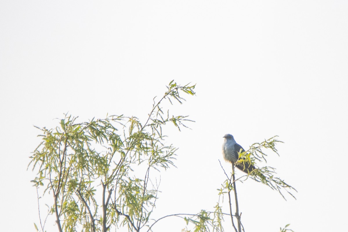 Common Cuckoo - ML618270947