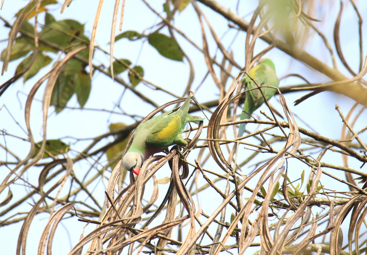 Red-breasted Parakeet - ML618270952