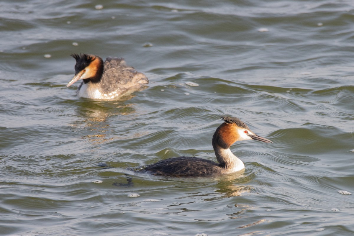 Great Crested Grebe - ML618270956