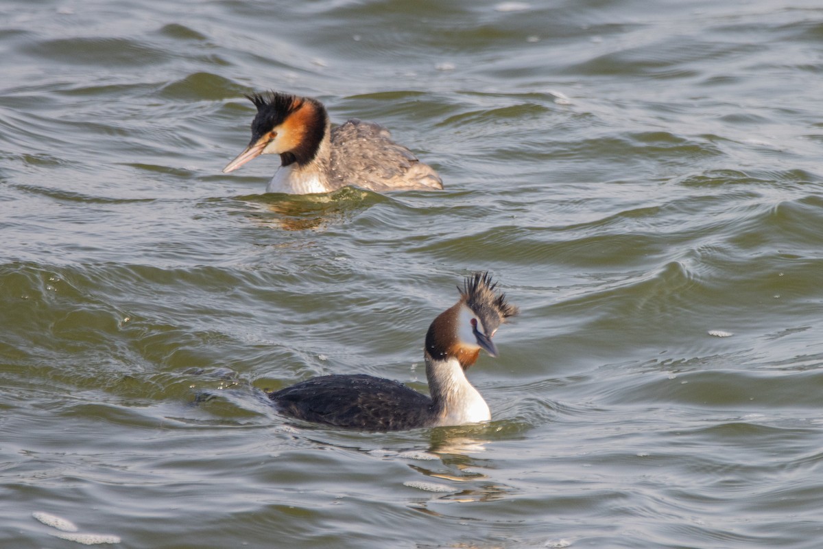 Great Crested Grebe - ML618270957