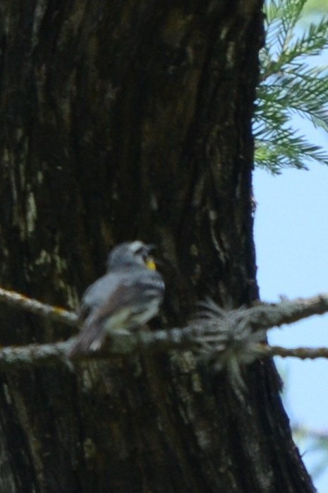 Yellow-throated Warbler - ML618271030