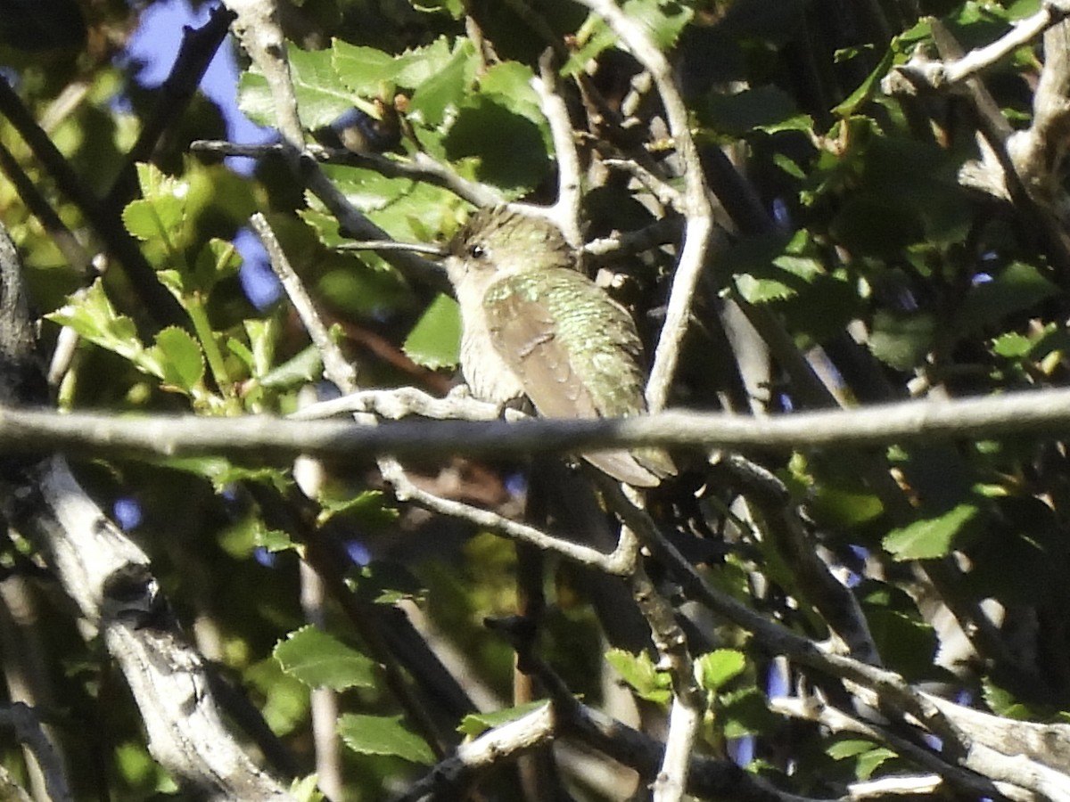 Anna's Hummingbird - ML618271032