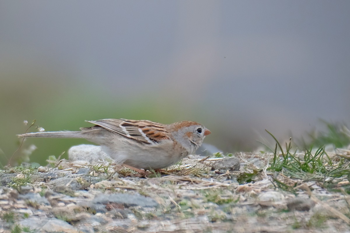 Field Sparrow - Cindy Gimbert