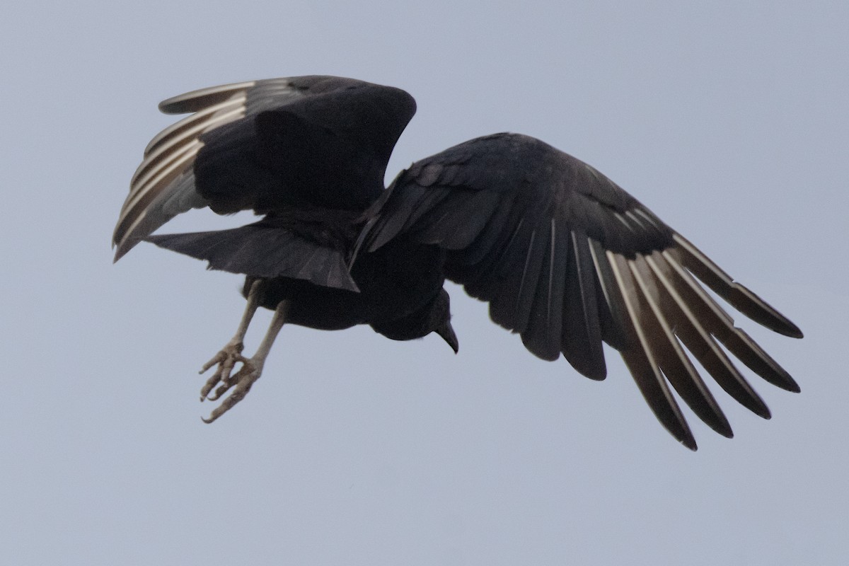 Black Vulture - ML618271081