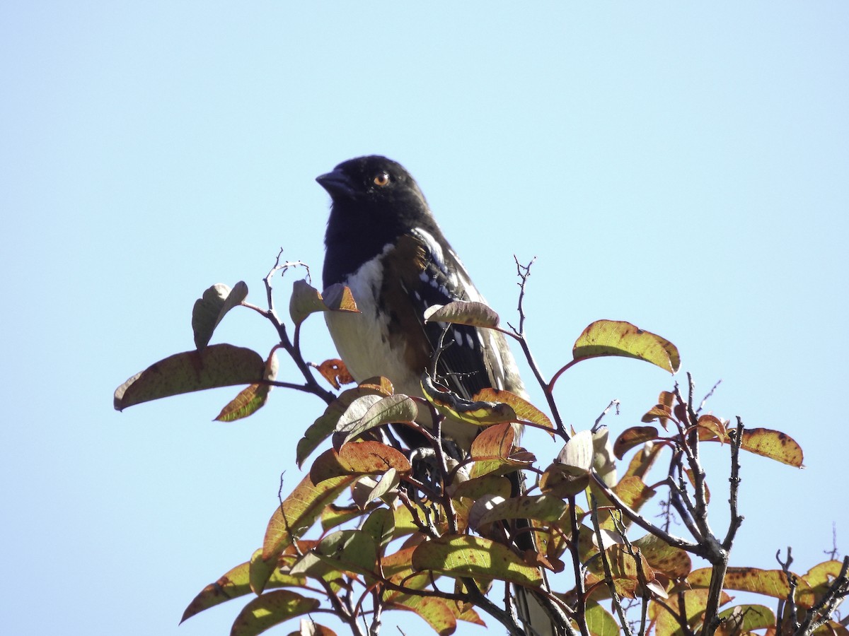 Spotted Towhee - ML618271082