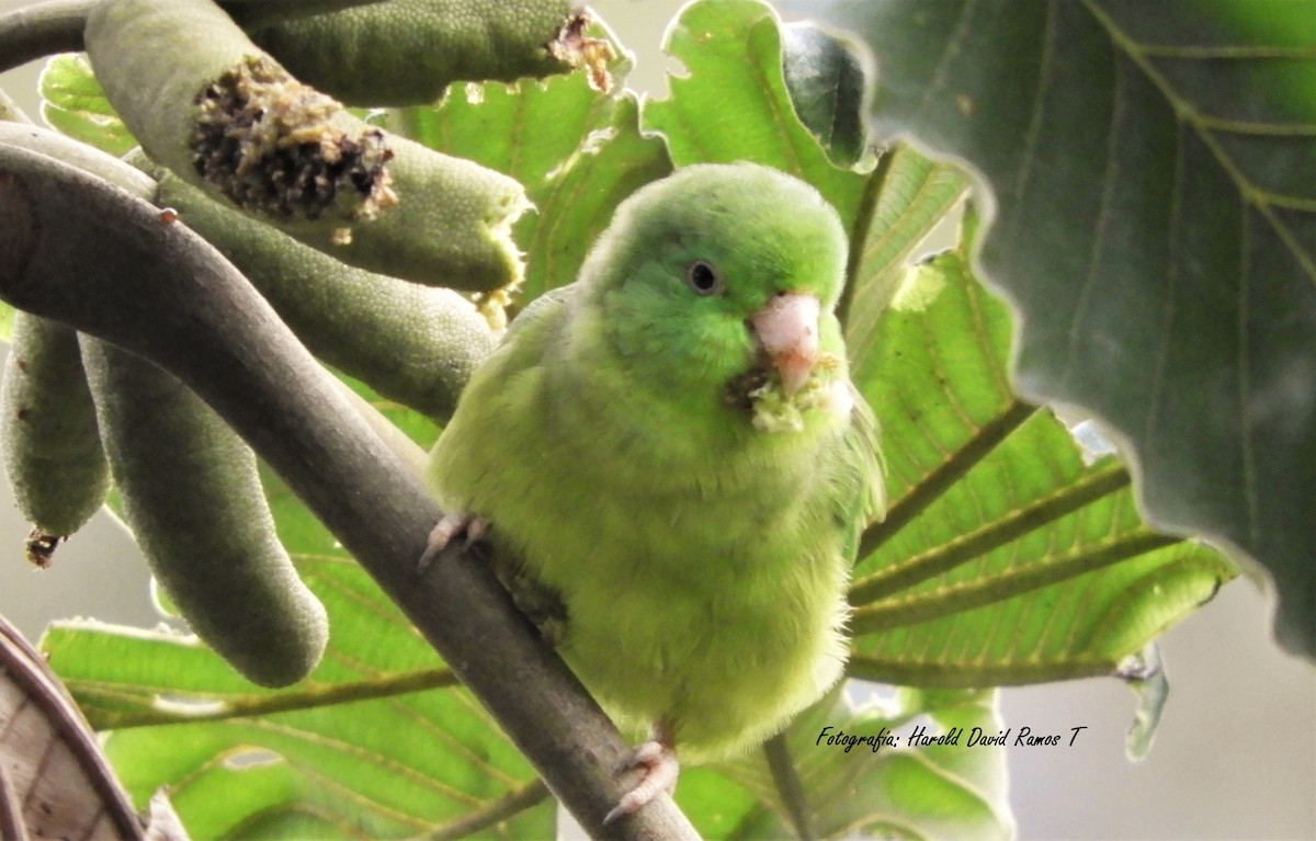 Spectacled Parrotlet - Harold Ramos Torres