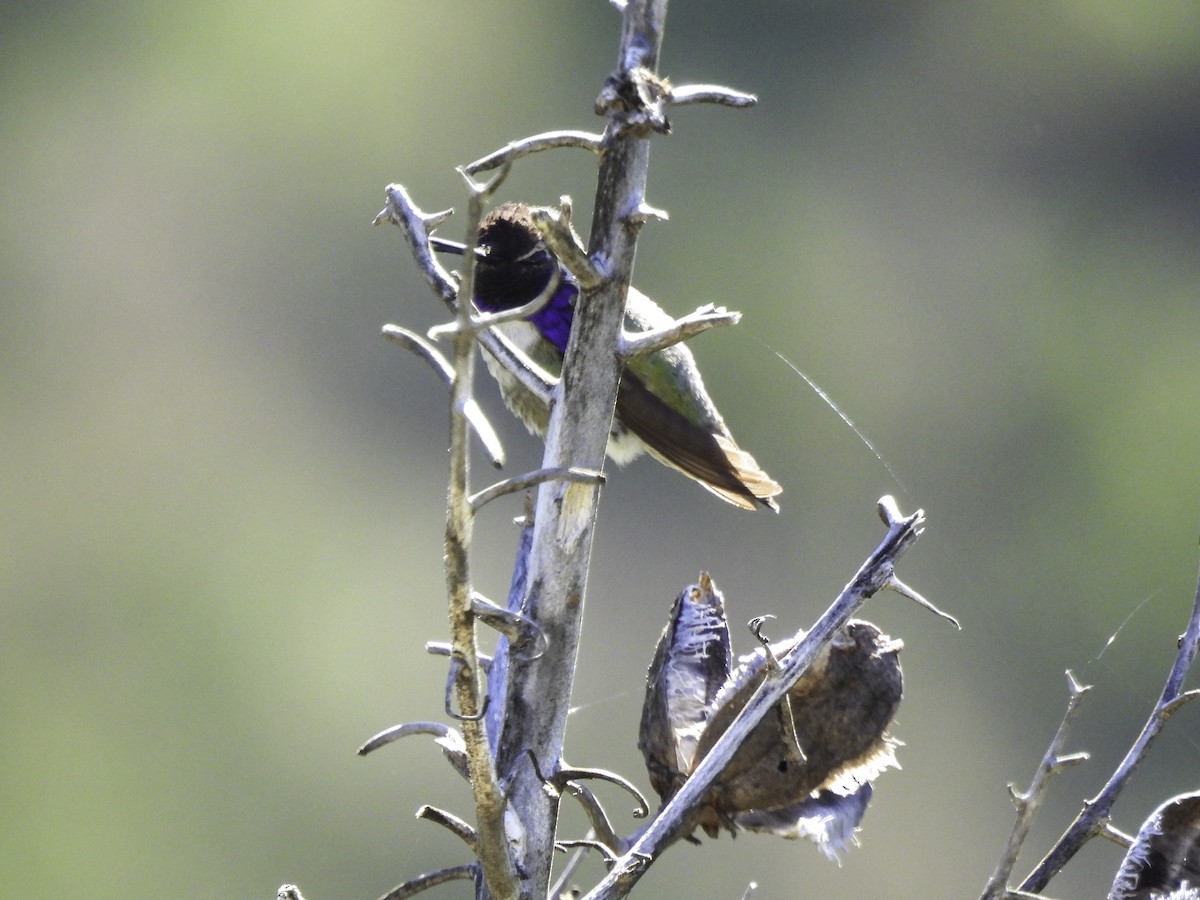 Costa's Hummingbird - ML618271091