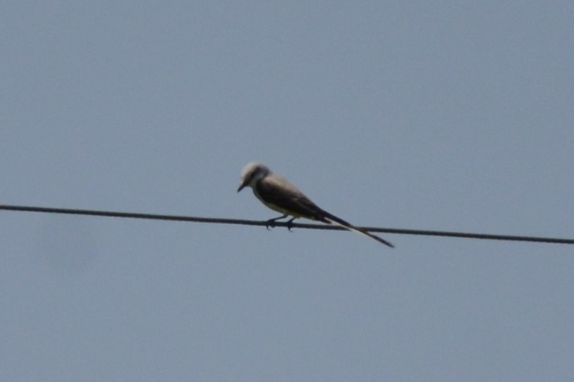 Scissor-tailed Flycatcher - Laura M.