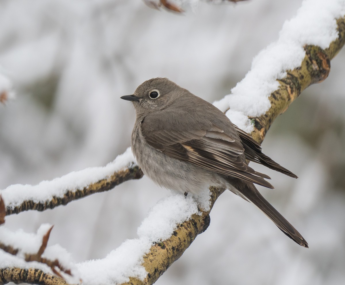Townsend's Solitaire - ML618271099