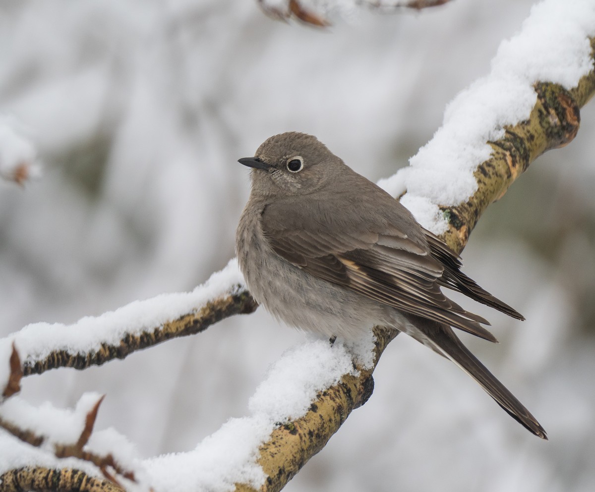 Townsend's Solitaire - ML618271100