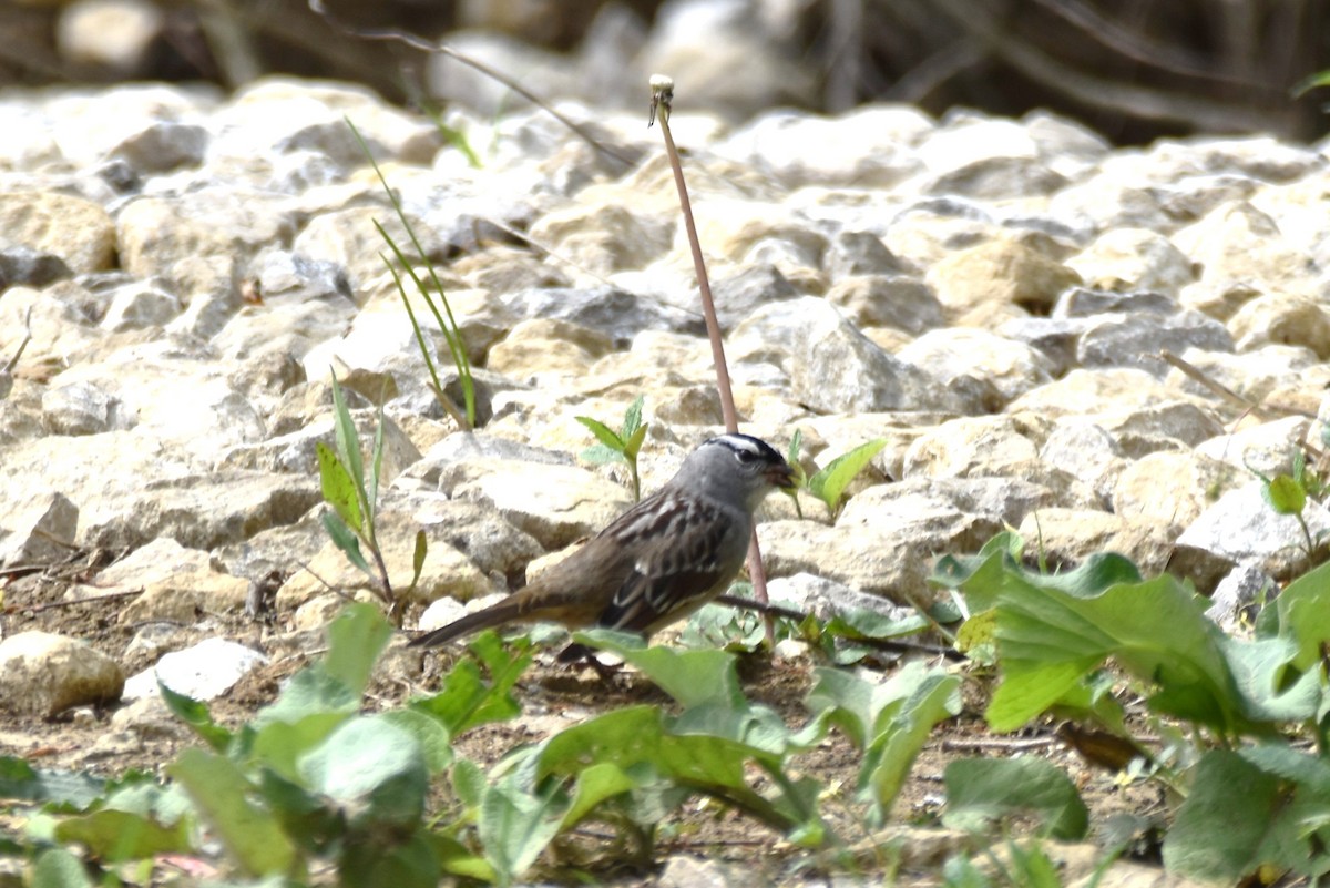 White-crowned Sparrow - irina shulgina