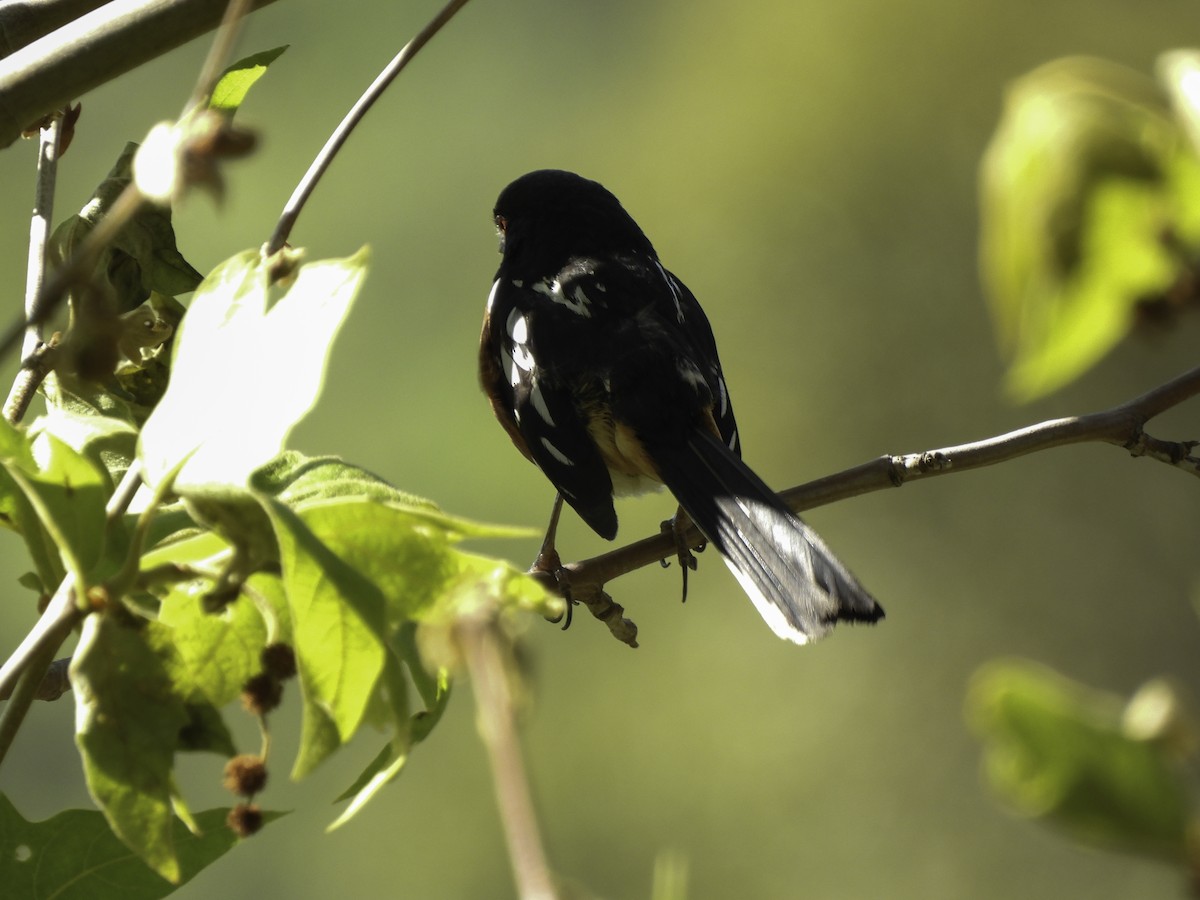 Spotted Towhee - ML618271151