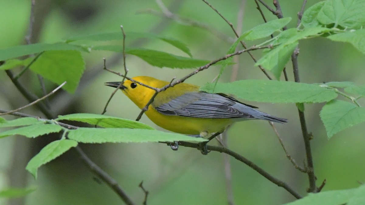 Prothonotary Warbler - ML618271158
