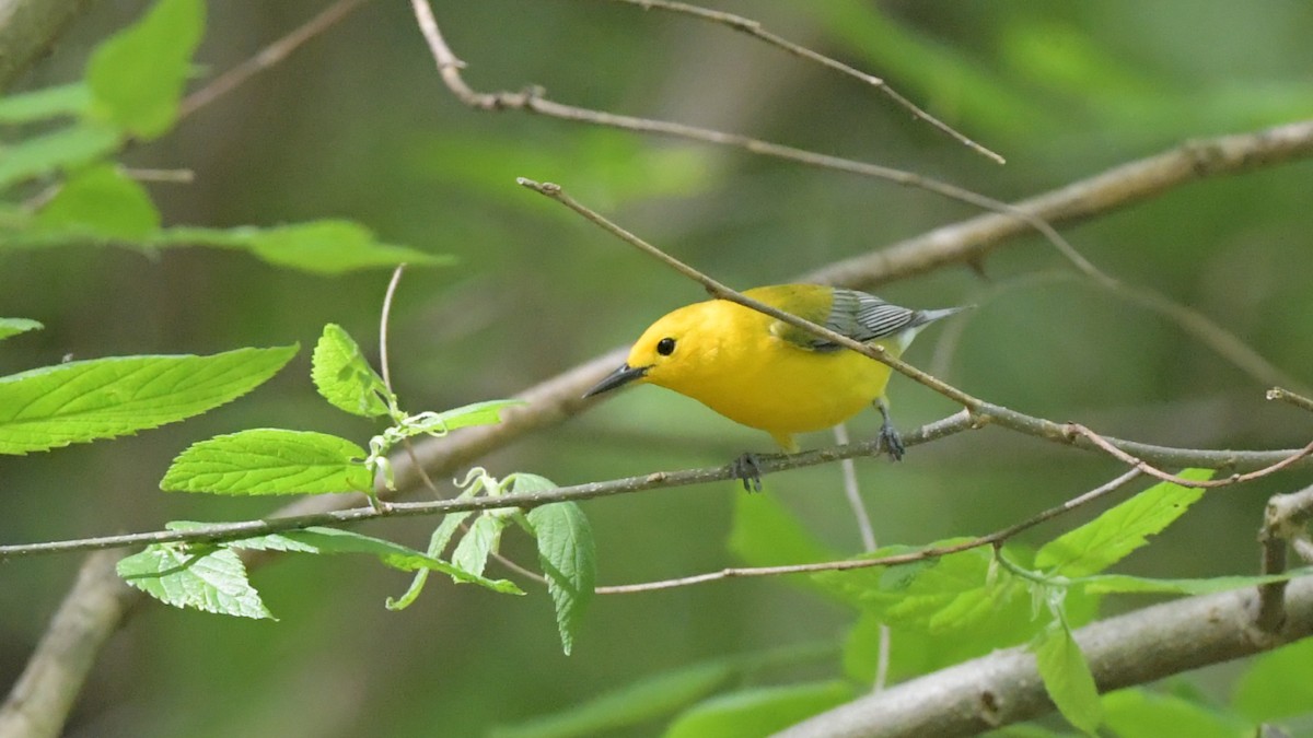 Prothonotary Warbler - ML618271159