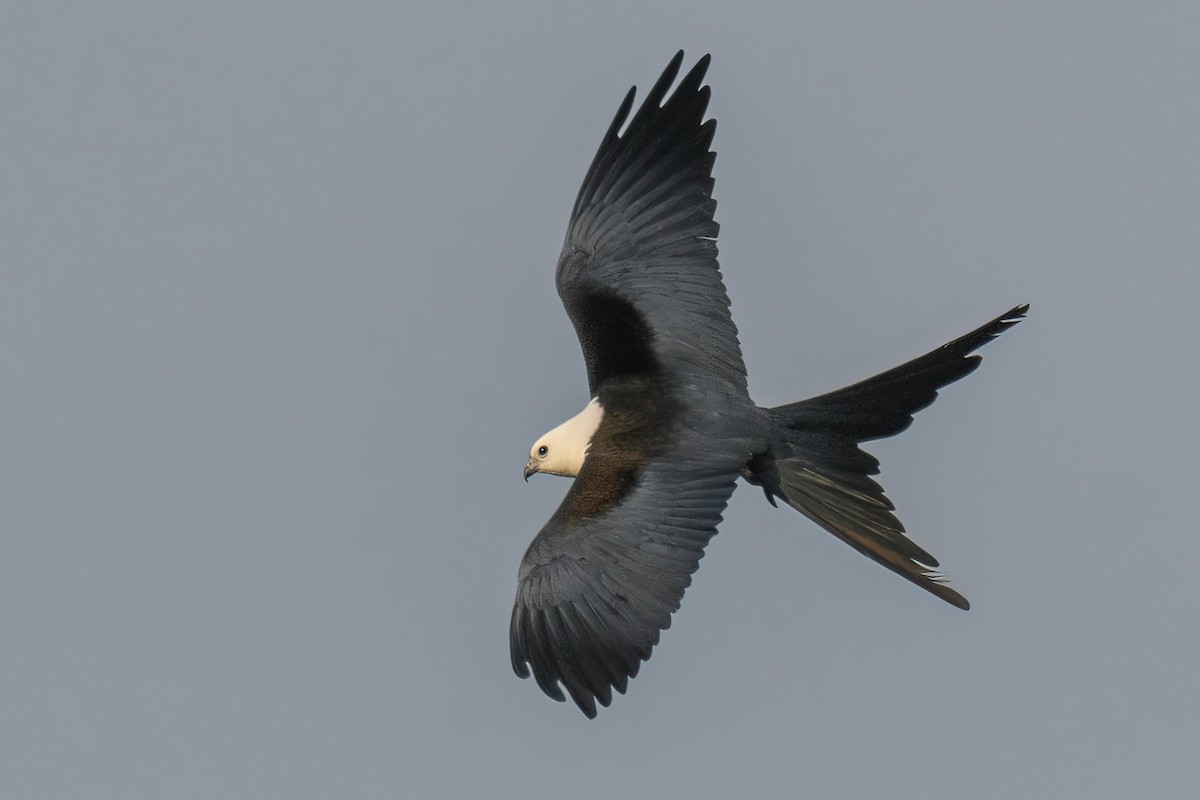 Swallow-tailed Kite - ML618271201