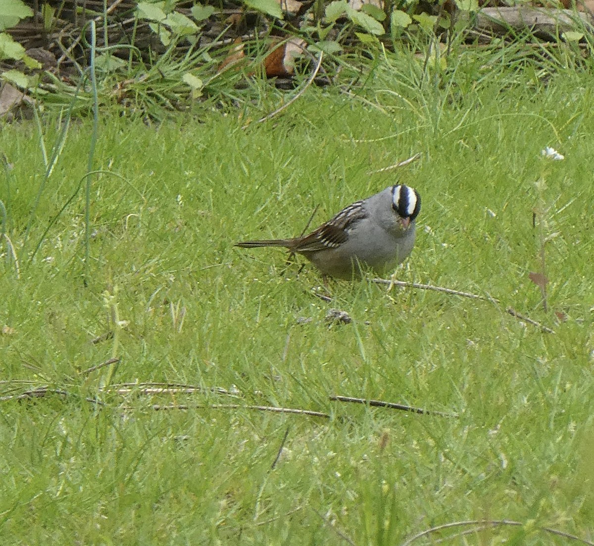 White-crowned Sparrow - ML618271250