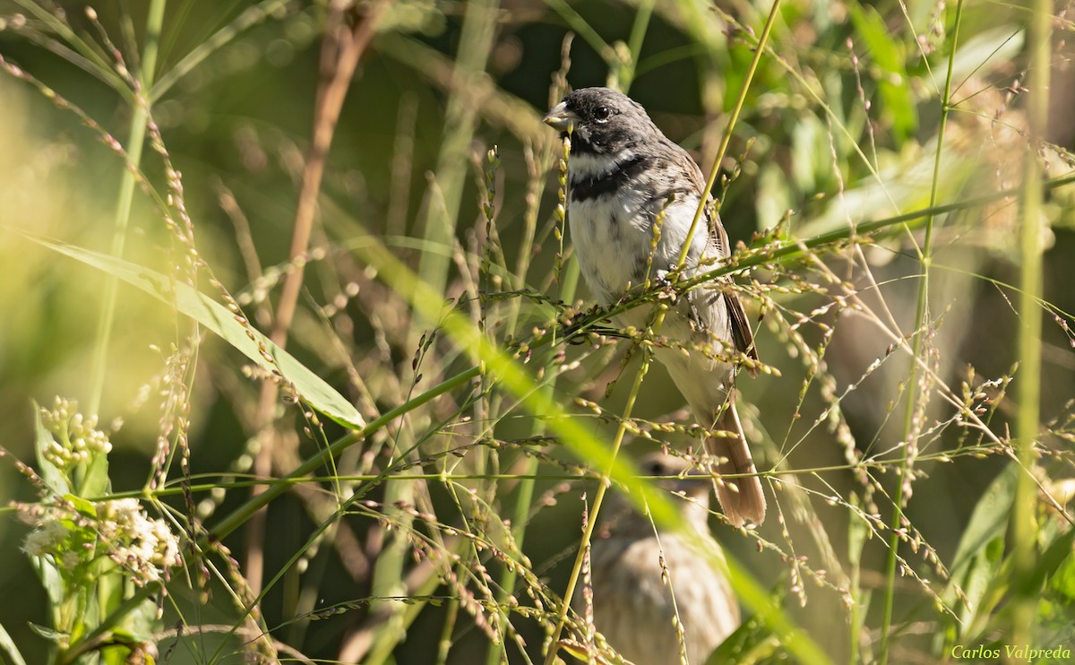 Double-collared Seedeater - ML618271251
