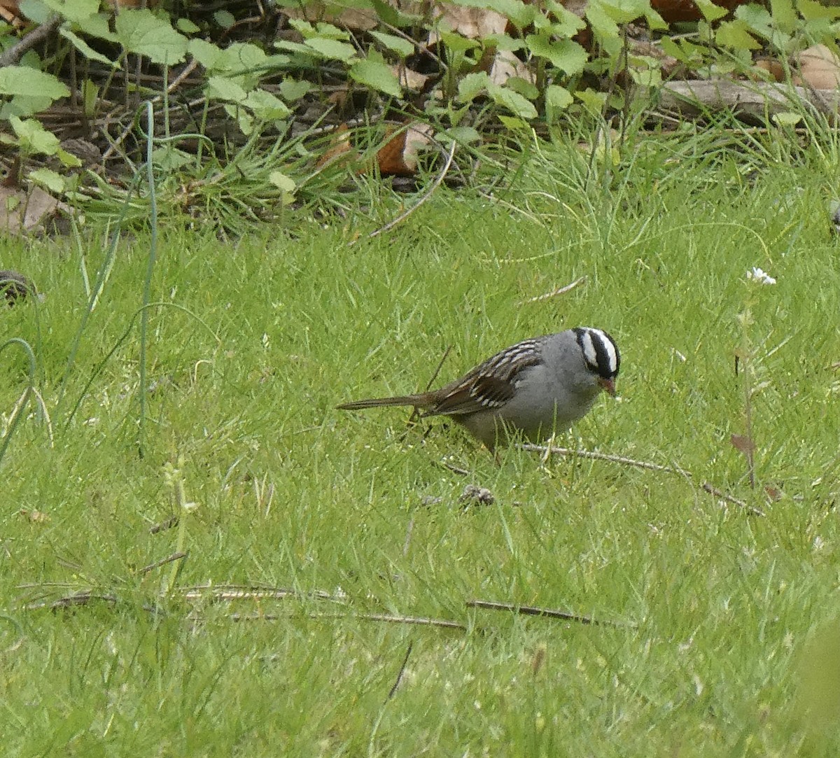 White-crowned Sparrow - ML618271252