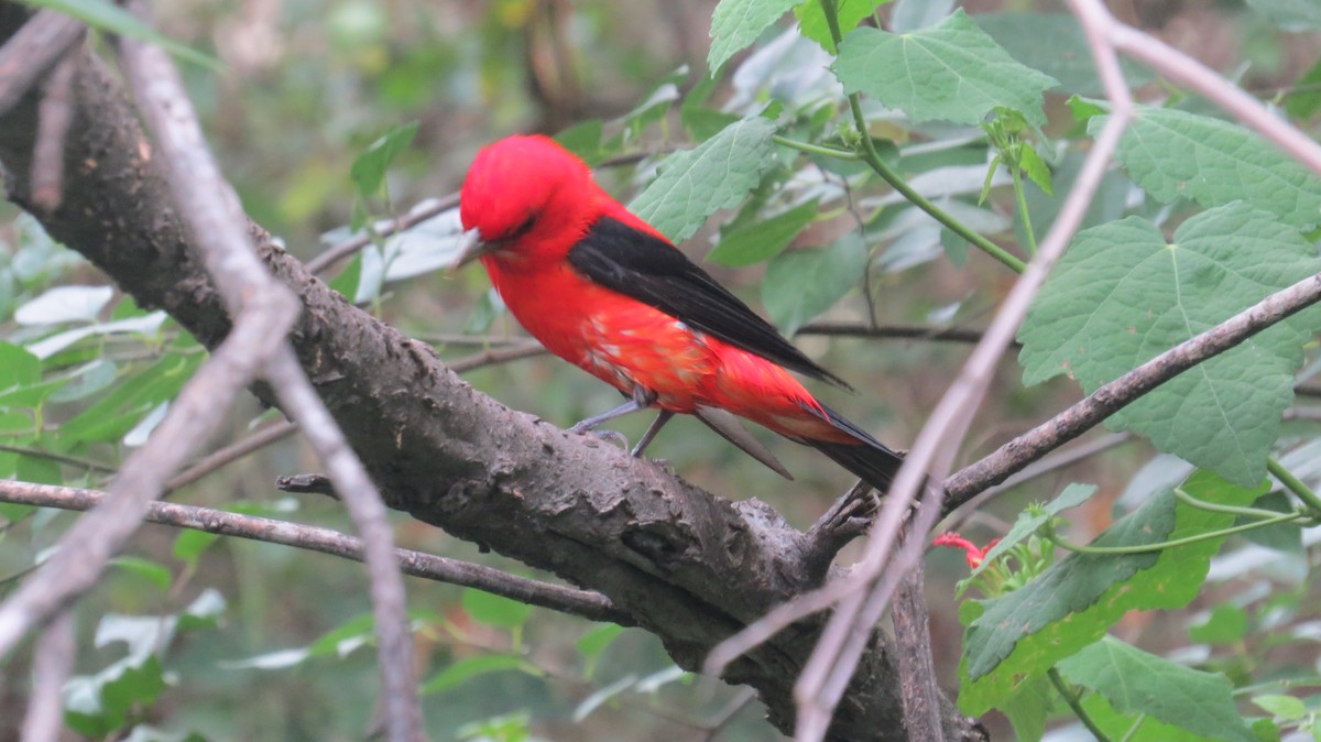 Scarlet Tanager - ML618271264